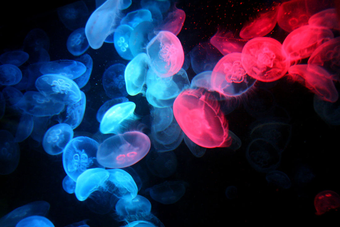 Flickr Photo Download: moon jellies