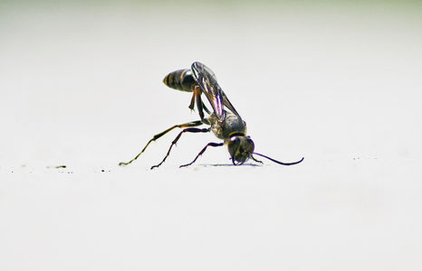 Entomo Capriola - Somersault on Flickr - Photo Sharing!