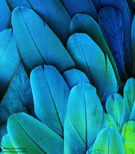 500px   Photo "Macaw Feathers" by Michael Fitzsimmons