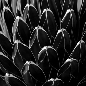 500px   Photo "Agave victoriae-reginae, Study 3" by Drew Medlin