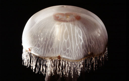 Flickr Photo Download: Life size 'moon jellyfish', or common jellyfish Aurelia aurita.