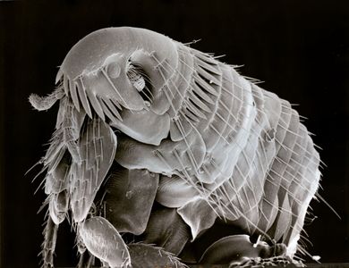Flickr Photo Download: Electron microscope photo of a Flea.  86 times magnification