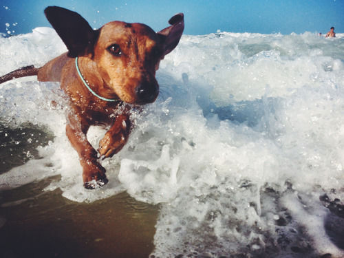 davidreno â€” happiness is a dog at the beach.Â byÂ marcosargola