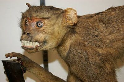Taxidermy done so horrible it is beautiful. - Imgur