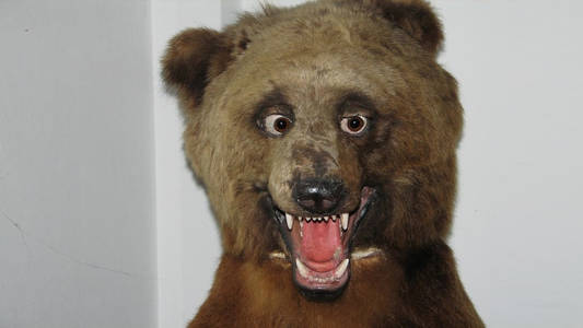 Taxidermy done so horrible it is beautiful. - Imgur