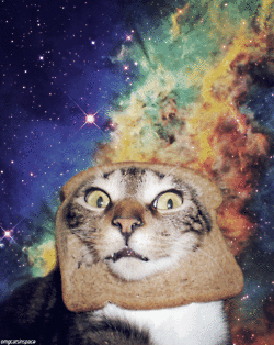 Cats in space. - Imgur