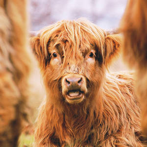 Shocked Cow | Flickr - Photo Sharing!