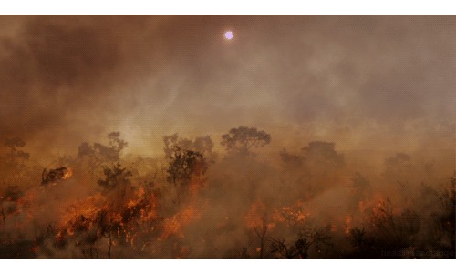 Head Like an Orange - Wildfire in Brazil (Wild Brazil - BBC)