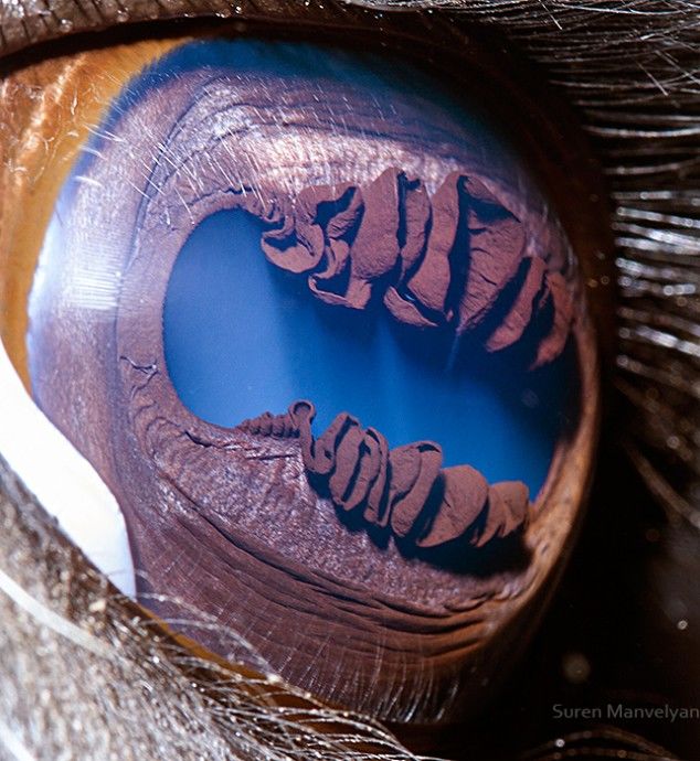 Macro Photography of Animal Eyes