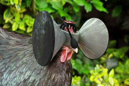 These Virtual Reality Headsets Make Farmed Chickens Believe They Roam Free | I Fucking Love Science