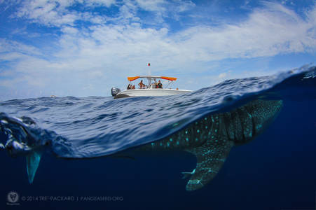 Whale Shark 2 - Very Nearly Almost