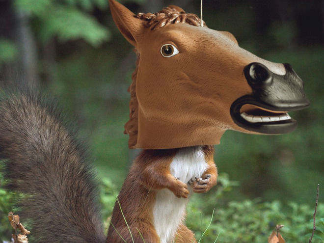 A Horse Mask That's Also a Squirrel Feeder, Because Why Not | WIRED