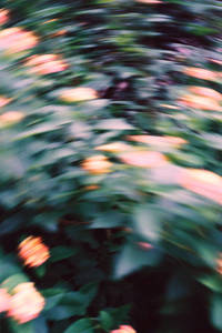 THE TREES GREW EMOTIONS - Takuroh Toyama Photography