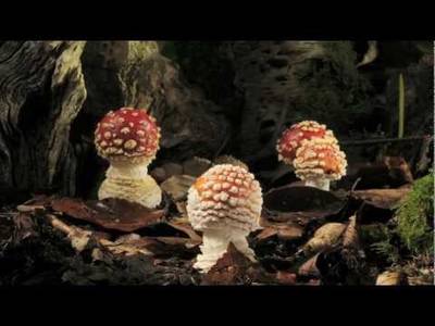 Fly agaric growing and dying time lapse - YouTube
