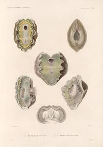 Mollusques: 1.- 3. Tridacne  mutique; 4.- 6. Tridacne maculée. - NYPL Digital Collections