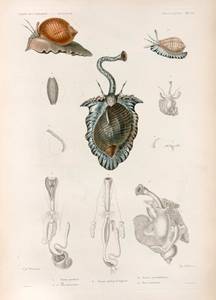 Mollusques: 1. Tonne perdrix; 2.- 8. Son anatomie; 9. Tonne pelure d' oigno; 10. Tonne cassidiforme; 11. Son anatomie. - NYPL Digital Collections
