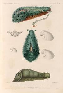Mollusques: 1.- 3. Aplysie de Hasselt, Variété. (Ile de France.); 4. 5. Aplysie de rumph, variéte. (Tonga-Tabou.); 6. 7. Aplysie de Tonga. (Tonga-Tabou.). - NYPL Digital Collections