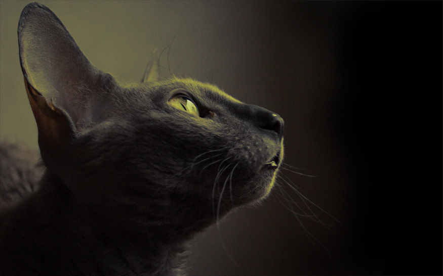 Flickr Photo Download: My cat 3