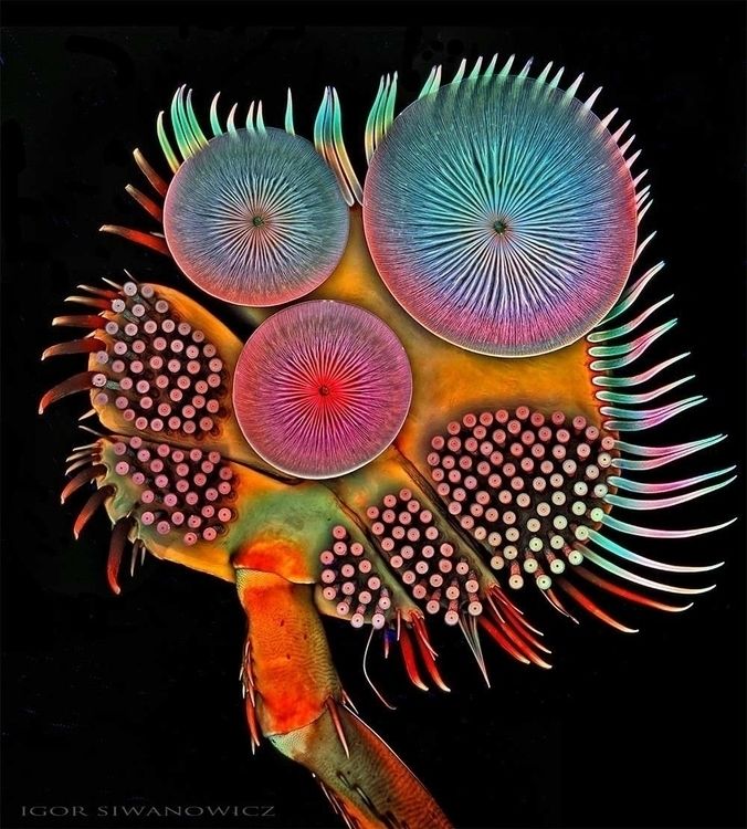 Mindblowing #Macro Photography of Insect Appendages by Igor Siwanowiczhttps://photogrist - from @photogrist on Ello.