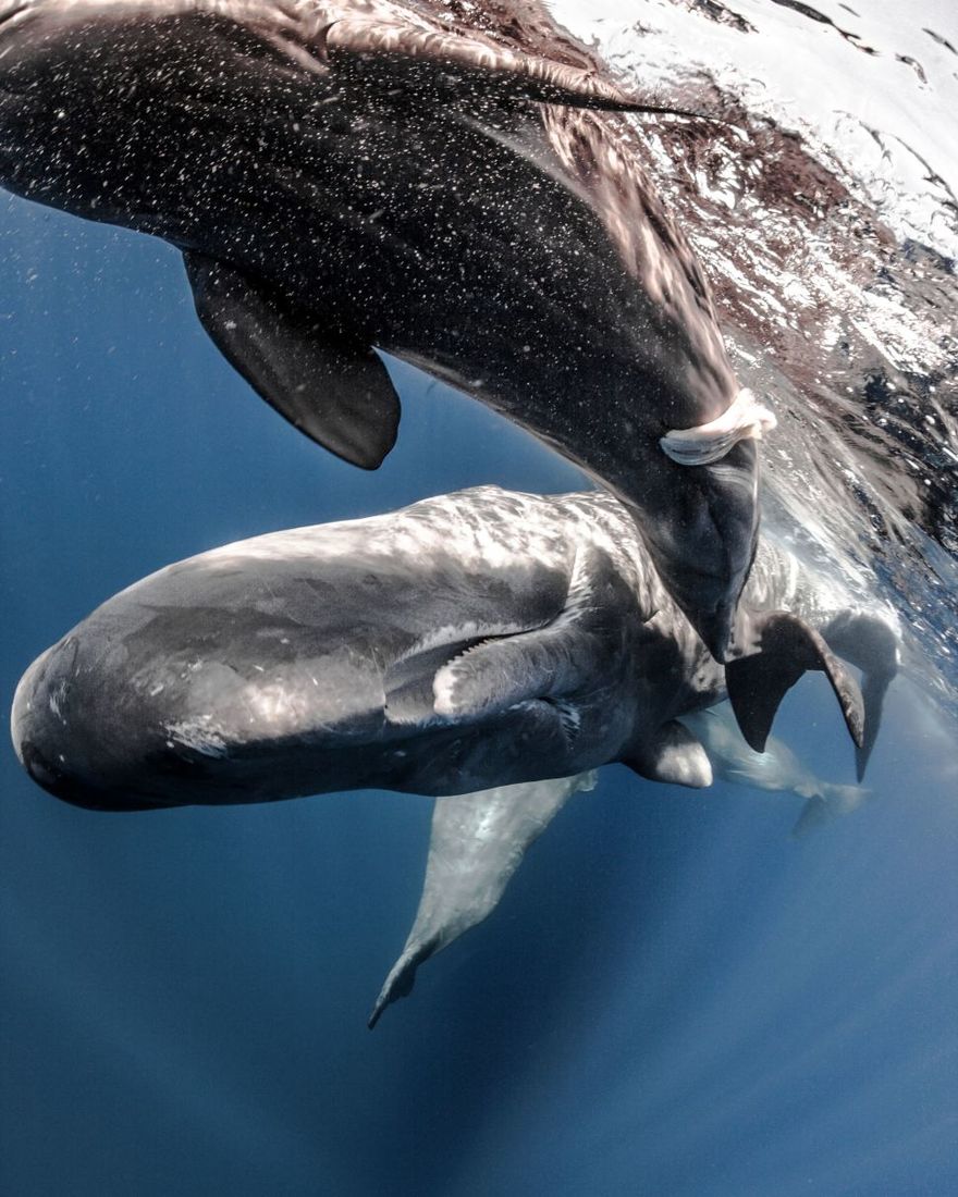 The Man Who Talks to Sperm Whales  Avaunt Magazine