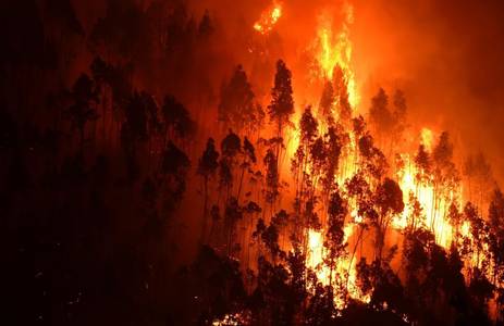Portugal forest fire - The Boston Globe