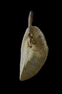 Lung of Pterotrachea Coronata  - Sea Elephant on Flickr - Photo Sharing!