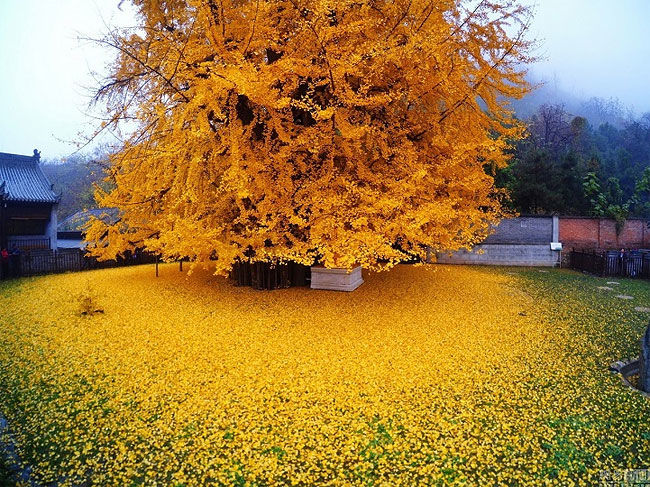 1,400-Year-Old Gingko Tree Sheds a Spectacular Ocean of Golden Leaves