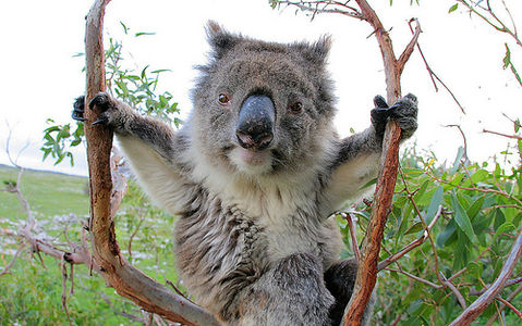 Koala on Flickr - Photo Sharing!